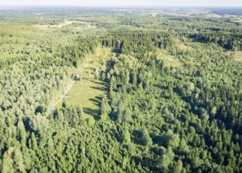 Nacionalinis miškasodis „Kad giria žaliuotų“ – jau balandžio 20 d.