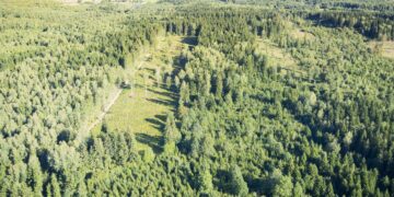 Nacionalinis miškasodis „Kad giria žaliuotų“ – jau balandžio 20 d.