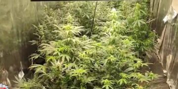 Sulaikyti kanapes Vilniuje auginę armėnai