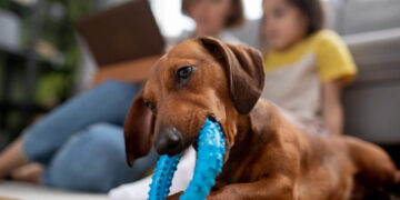 Lietuviai vis labiau myli gyvūnus lepina skanėstais ir žaislais