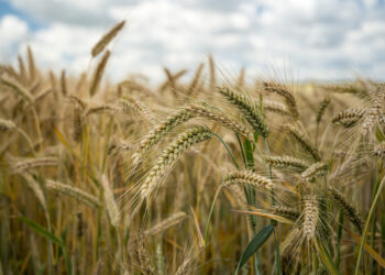 Ministras K.Navickas: „Muitai agresoriaus grūdams – tik pusė darbo“