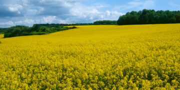 Ūkininkai siekia, kad grūdų derlius liktų Lietuvoje: daug vilčių siejama su atsinaujinančiais degalais