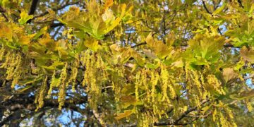 Ar esate matę kaip žydi ąžuolai?