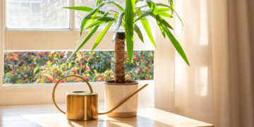 Nebrangi ir nekaprizinga egzotika namuose: patarimai, kad juka džiugintų vešliais žaliais lapais