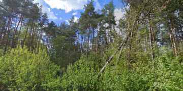 Vykdomi sanitariniai miško kirtimai Pavilnių girininkijoje