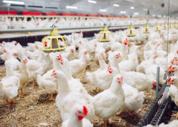 Vilniaus paukštynas jau testuoja savo skleidžiamus kvapus