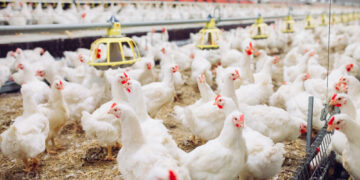 Vilniaus paukštynas jau testuoja savo skleidžiamus kvapus