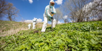 Kova su Sosnovskio barščiais: išvalytos Pavilnių ir Verkių teritorijos