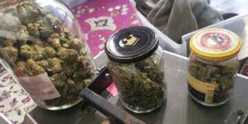 Sulaikyti kanapių platintojai