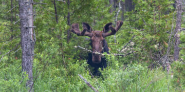 „Važiavau negreitai, bet išvengti briedžio nepavyko“: praėjusią savaitę į kelią išbėgę gyvūnai sukėlė 86 tūkst. eurų žalą