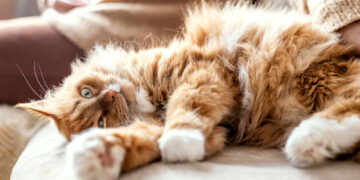 Kaip pasirūpinti kate, karštą dieną paliekant ją namuose?