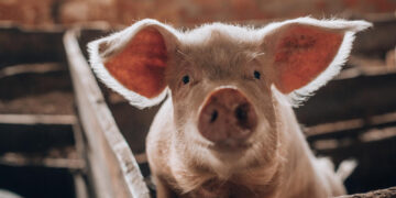 Saugotis nuo afrikinio kiaulių maro ūkininkams padeda valstybė – Žemės ūkio ministerija kviečia teikti paraiškas paramai gauti