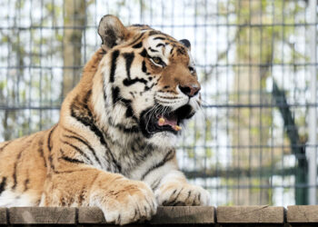 Amūrinis tigras Edas kviečia susipažinti artimiaui: šskirtinis pristatymas vyks šiandien, 15 val.