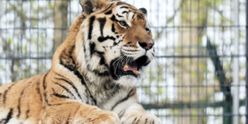 Amūrinis tigras Edas kviečia susipažinti artimiaui: šskirtinis pristatymas vyks šiandien, 15 val.
