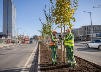 Atsakyti dažniausi klausimai apie sodinamus Vilniaus želdinius