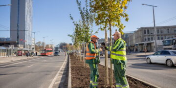 Atsakyti dažniausi klausimai apie sodinamus Vilniaus želdinius