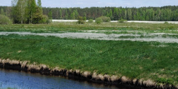 Kuo mums naudingos pelkės?