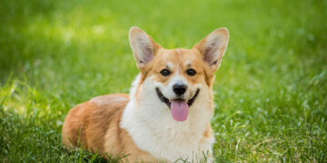 Vingio parką savaitgalį džiugins korgių lenktynės