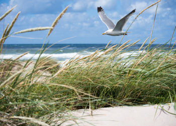 Baltijos jūros gerovė – ne tik pajūrio gyventojų rūpestis: prie prastos situacijos prisideda ir vilniečiai