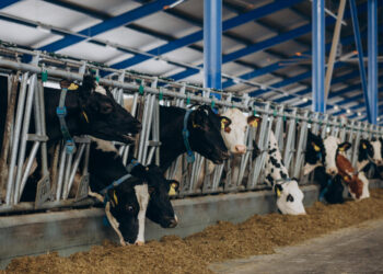 Atliktas Europos Komisijos pasiūlymo dėl vežamų gyvūnų gerovės poveikio Lietuvos gyvulininkystei vertinimas – kaip pokyčiai paveiktų ūkininkus?