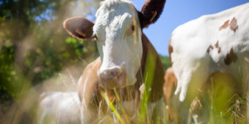 Siekiama supaprastinti ūkinių gyvūnų kergimo apskaitą