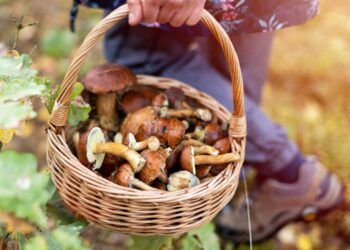 Pasiklydusią grybautoją pareigūnai parvedė pas vyrą