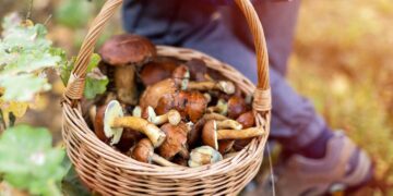 Pasiklydusią grybautoją pareigūnai parvedė pas vyrą