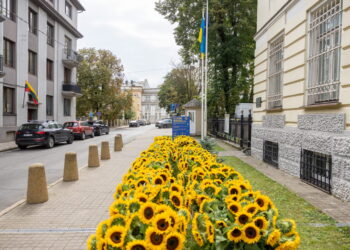 Prie Ukrainos ambasados – beveik 1 tūkst. saulėgrąžų žiedų