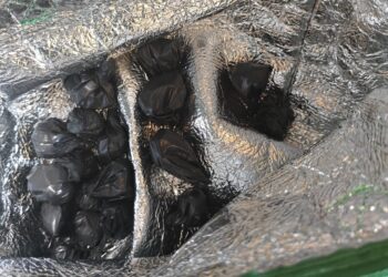 Sulaikyti įtariami narkotikų platintojai Elektrėnuose