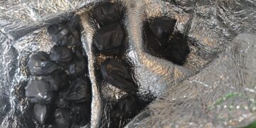 Sulaikyti įtariami narkotikų platintojai Elektrėnuose