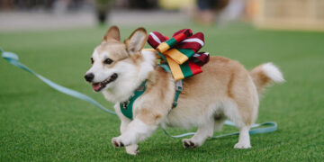 Korgių lenktynės garsina Vilnių visame pasaulyje