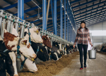 Patvirtinti 2024 metų susietosios paramos už pienines karves dydžiai