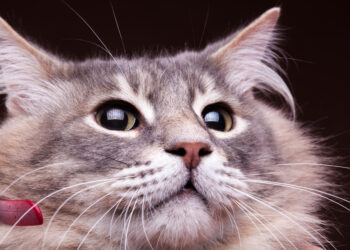 „Kailis ant kilimo: (ne) nepaprastos kasdienybės akimirkos“ – paroda pasaulinės gyvūnų globos dienos proga