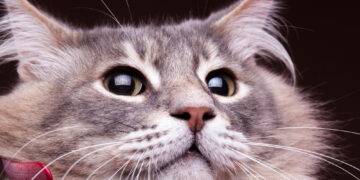 „Kailis ant kilimo: (ne) nepaprastos kasdienybės akimirkos“ – paroda pasaulinės gyvūnų globos dienos proga