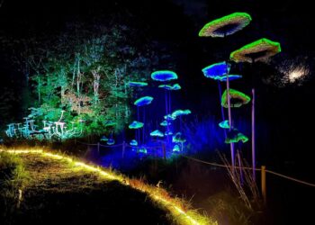 Netoli Vilniaus atidarytas šviečiančių grybų parkas