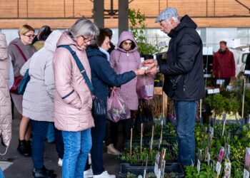 Aktualu sodininkams: prie Klaipėdos ir Vilniaus „Akropolių“ vyks Didžioji sodinukų mugė