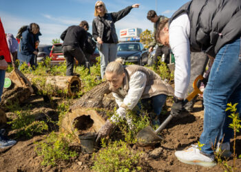 Krūmų sodinimo talka Justiniškėse: bus pasodinta apie 4200 augalų
