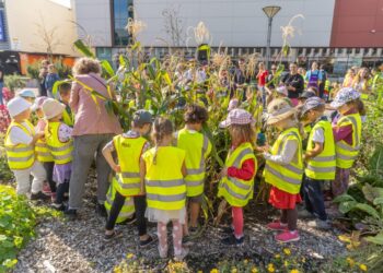 Miesto darže Šnipiškėse – derliaus nuėmimo metas