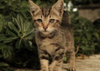 Trakų rajone nuo pasiutligės bus nemokamai skiepijami naminiai gyvūnai