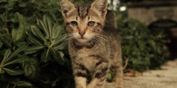 Trakų rajone nuo pasiutligės bus nemokamai skiepijami naminiai gyvūnai