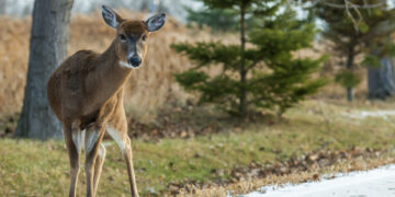 Spalio mėnuo išsiskiria susidūrimų su laukiniais gyvūnais gausa