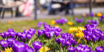 Vilnius pradeda rudeninį sodinimą: šimtai medžių, tūkstančiai krūmų ir daugiamečių gėlių