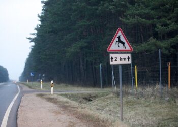 Rudenį tyko dažnesnis pavojus kelyje susidurti su laukiniu gyvūnu
