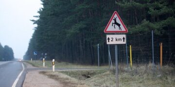 Rudenį tyko dažnesnis pavojus kelyje susidurti su laukiniu gyvūnu