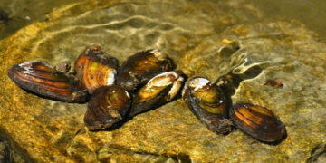 Apie vandens kokybės pokyčius praneša midijos