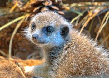 Vilniaus zoologijos sode gimė surikatų jaunikliai