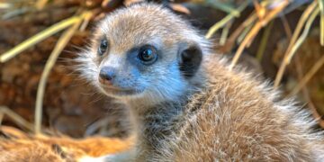 Vilniaus zoologijos sode gimė surikatų jaunikliai