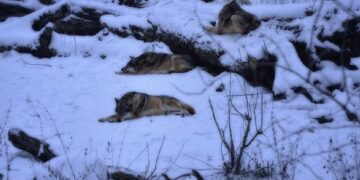 Medžiojamų gyvūnų padaryta žala bus nustatoma tiksliau