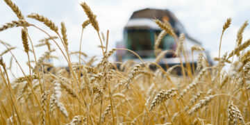 Kviečių kokybė Lietuvoje prastėja jau ne vienerius metus: kaip tai pakeisti?