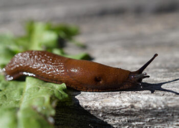 Vilniaus rajone darbą pradeda naujasis administracijos direktorius Vytautas Vansavičius